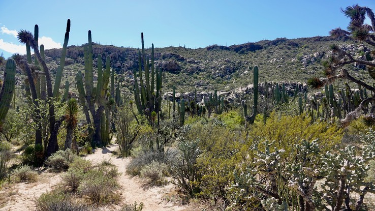 Trail head at Mesa del Carmen, Baja California 1