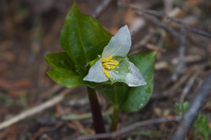 Trillium ovatum 5