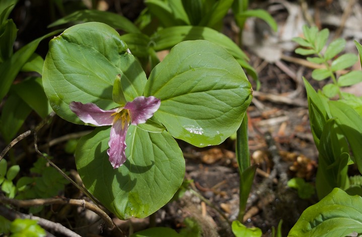 Trillium ovatum var ovatum1