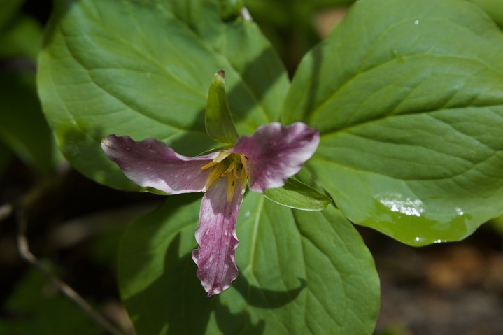 Trillium ovatum var ovatum2