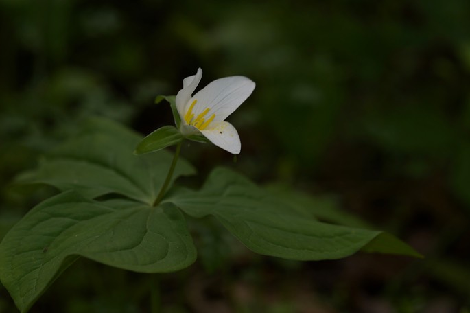 Trillium ovatum Western Wake-robin Columbia Gorge oregon 1