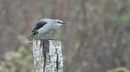 Tropical Mockingbird, Mimus gilvus Chicanná, Campeche, Mexico