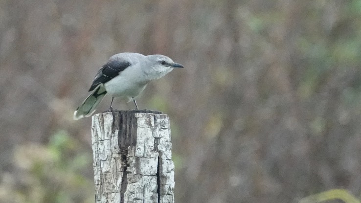 Tropical Mockingbird, Mimus gilvus Chicanná, Campeche, Mexico