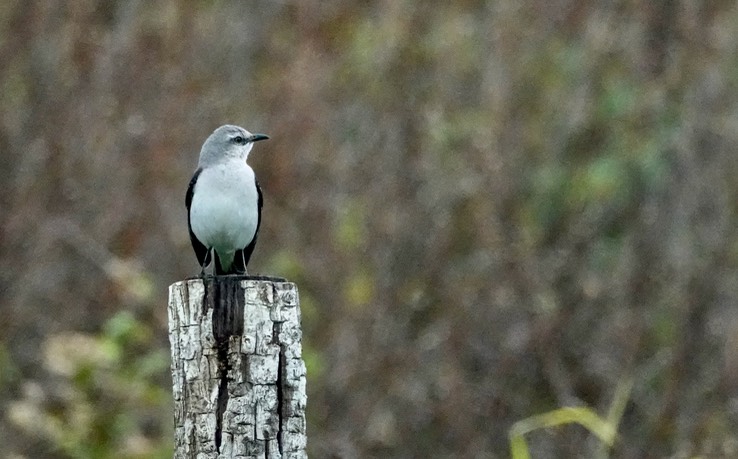 Tropical Mockingbird, Mimus gilvus Chicanná, Campeche, Mexico