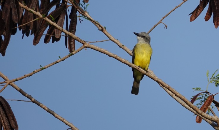 Tropical:Couch's Kingbird, Tyrannus melancholicus or couchii  at Rio Bec Dreams 2