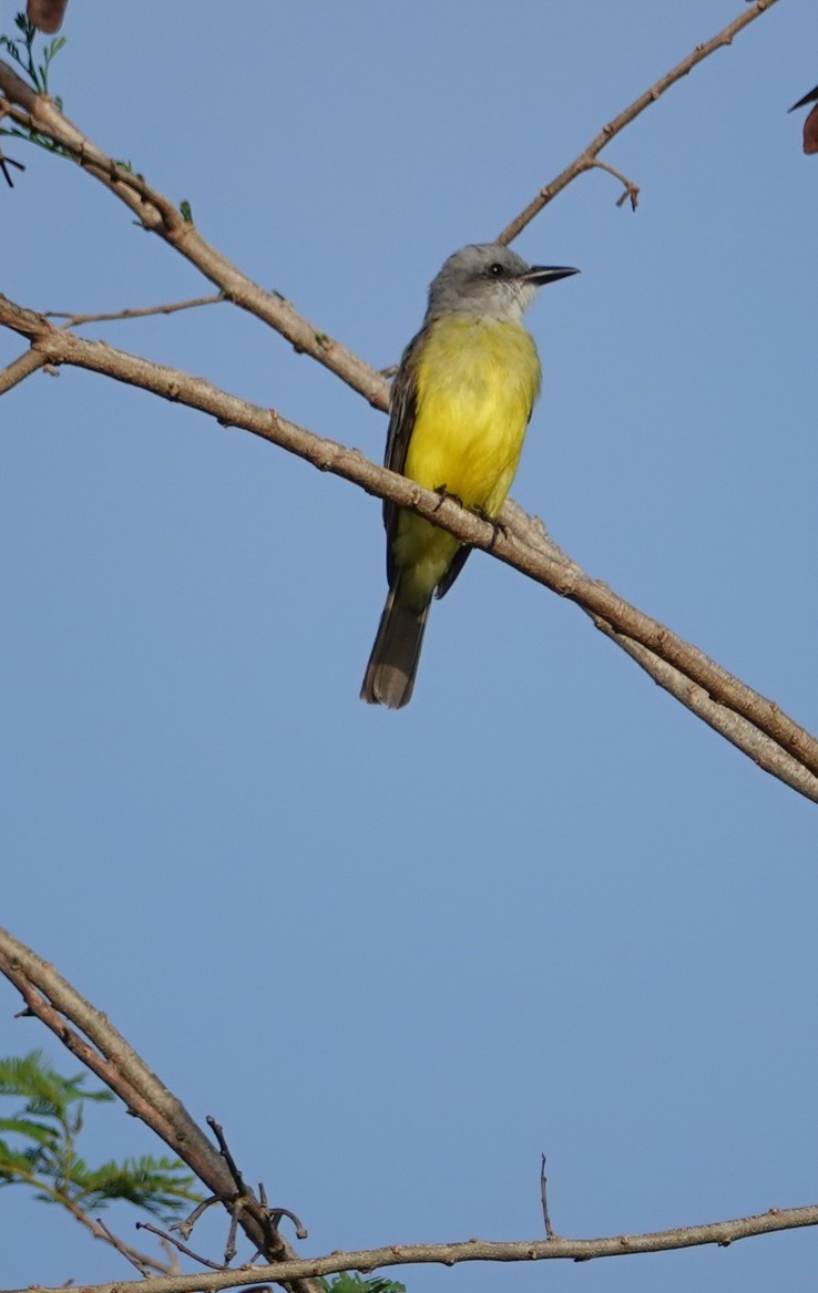 Tropical:Couch's Kingbird, Tyrannus melancholicus or couchii  at Rio Bec Dreams 3
