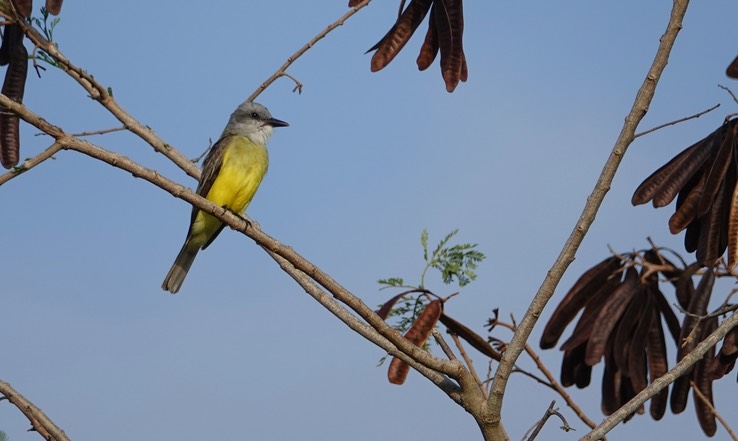 Tropical:Couch's Kingbird, Tyrannus melancholicus or couchii  at Rio Bec Dreams 1      