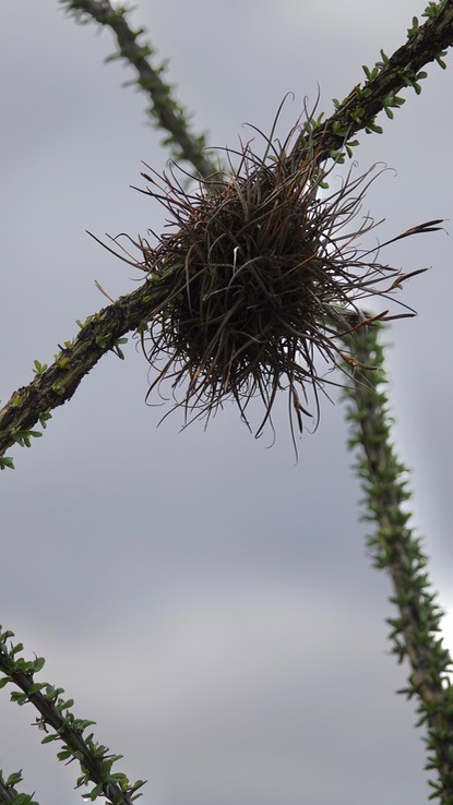 Ttillandsia recurvata, Ball-Moss, Baja California 2