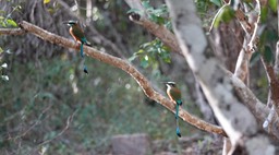 Turquoise Browed Motmot. Eumomota superciliosa   1