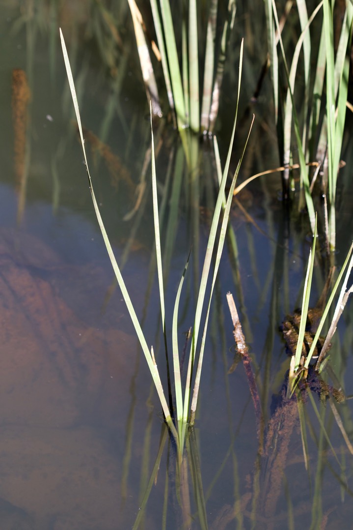 Typha latifolia, Broad-leaved Cattail