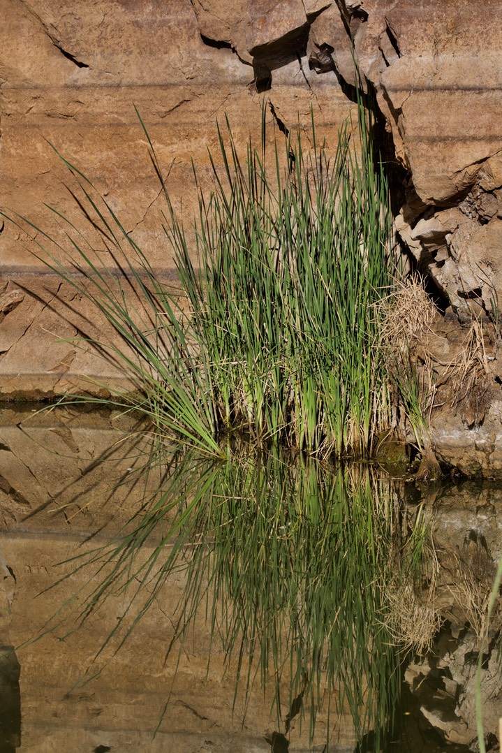 Typha latifolia, Broad-leaved Cattail2