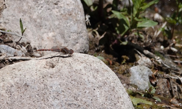 Variegated Meadowhawk, Sympetrum corruptum 4-25b