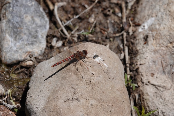 Variegated Meadowhawk, Sympetrum corruptum 4-25c