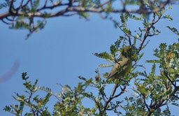 Verdin, Auriparus flaviceps, Mesa del Carmen, Baja California