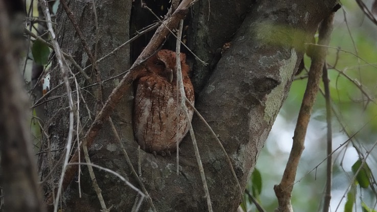 Vermiculated Screech-Owl, Megascops guatemalae    Becan 2