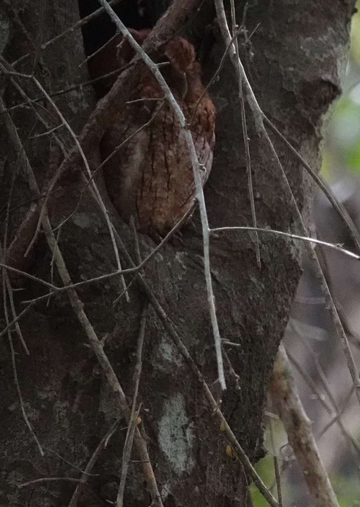 Vermiculated Screech-Owl, Megascops guatemalae     4:7Calakmul, Campeche, Mexico