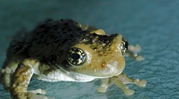 Vermiculated Tree Frog (Trachycephalus vermiculatus) 1