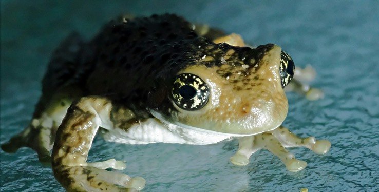 Vermiculated Tree Frog (Trachycephalus vermiculatus)2
