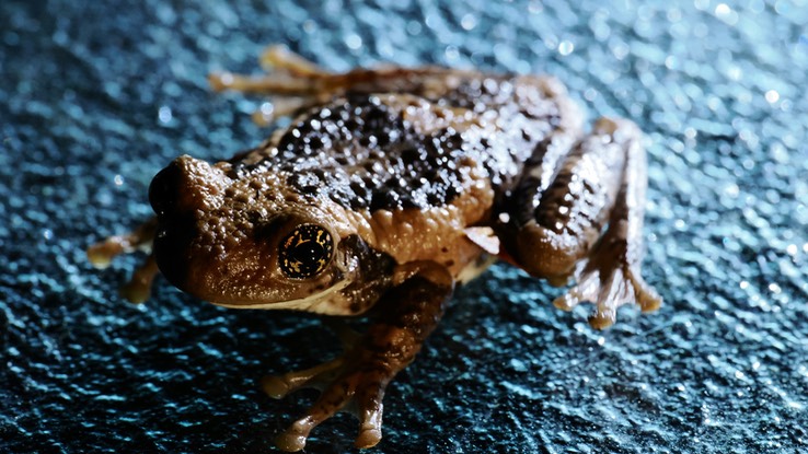 Vermiculated Tree Frog (Trachycephalus vermiculatus)3