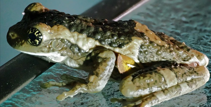 Vermiculated Tree Frog (Trachycephalus vermiculatus)4