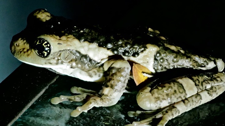 Vermiculated Tree Frog (Trachycephalus vermiculatus)5