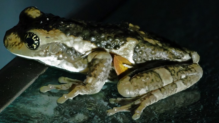 Vermiculated Tree Frog (Trachycephalus vermiculatus)6