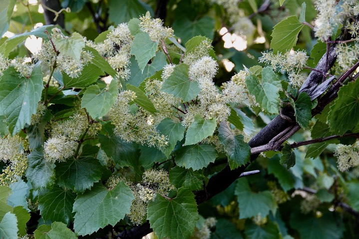 Vitis arizonica Canyon Grape3