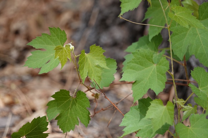 Vitis arizonica, Canyon Grape1