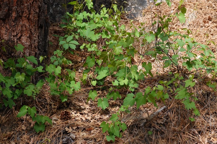 Vitis arizonica, Canyon Grape