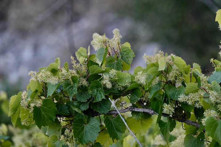 Vitis arizonica Canyon Grape1