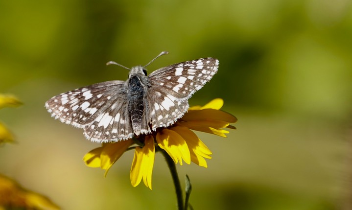 White Checkered-Dkipper Pyrgus albescens   Hillsboro