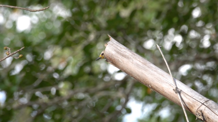 Woodpecker, Golden-fronted Campeche