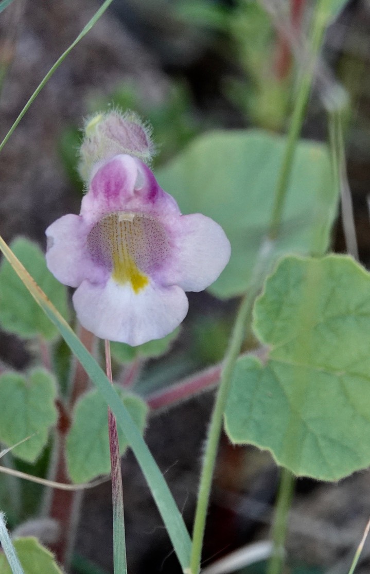 Wooton's Devil's Claw - Proboscidea parviflora12