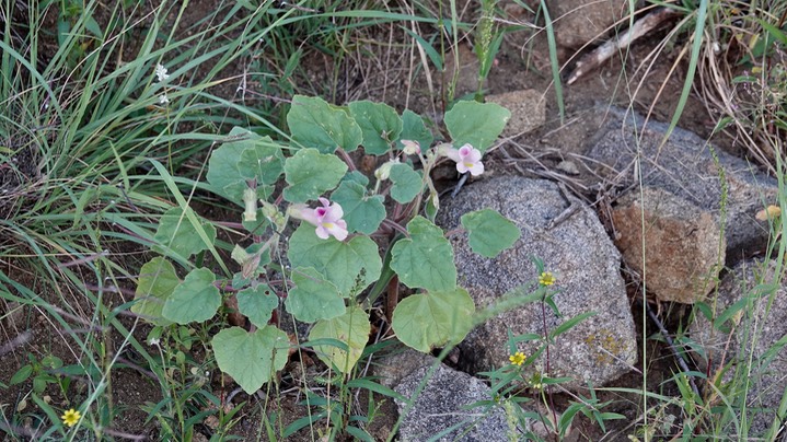 Wooton's Devil's Claw - Proboscidea parviflora2