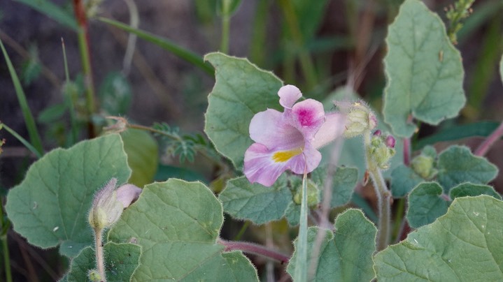 Wooton's Devil's Claw - Proboscidea parviflora3