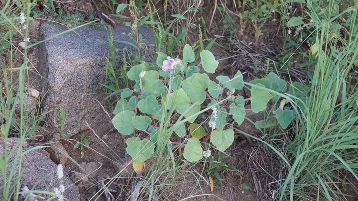 Wooton's Devil's Claw - Proboscidea parviflora4