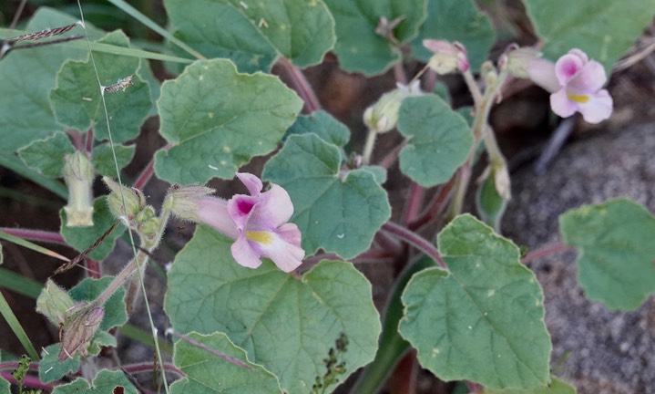 Wooton's Devil's Claw - Proboscidea parviflora1