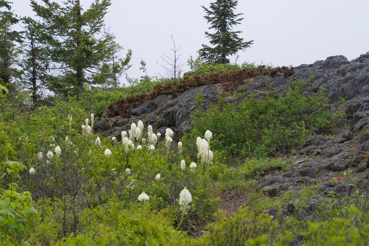 Xerophyllum tenax, Bear-grass a