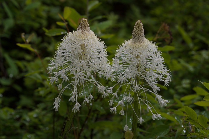 Xerophyllum tenax4