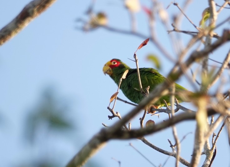 Yellow-lored Parrot, Amazona xantholora   3