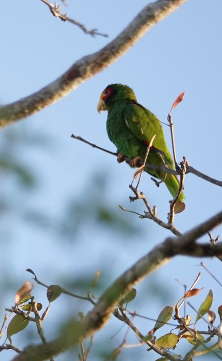 Yellow-lored Parrot, Amazona xantholora   1