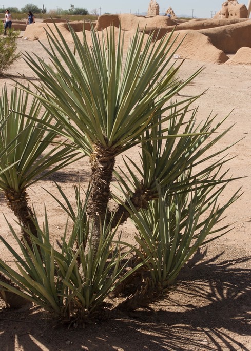 yucca-torreyi-torey-yucca_med-3