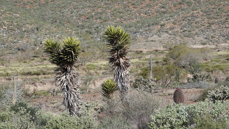 Yucca valida, Baja California Tree Yucca Baja California