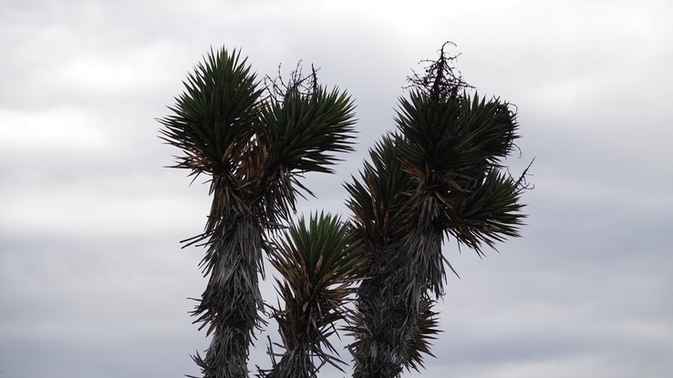 Yucca valida, Baja California Tree Yucca 21